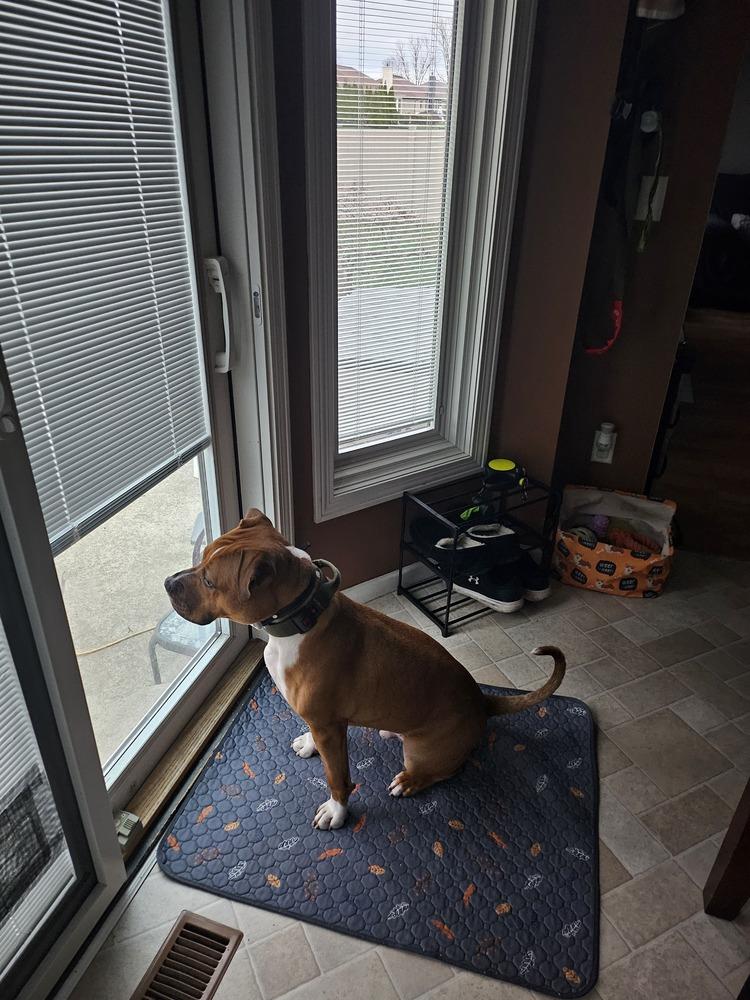 Jinx, a Adoptable mixed breed in Clinton Township, MI image 5/6