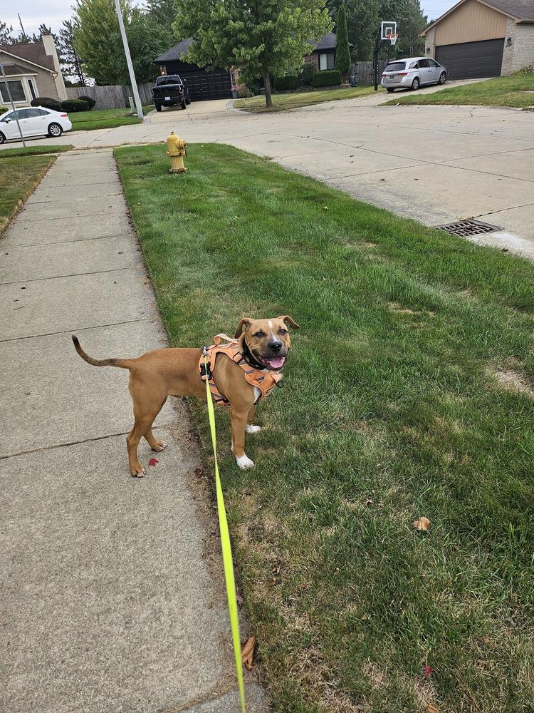 Enlarge Jinx, a Adoptable mixed breed in Clinton Township, MI image 5/6