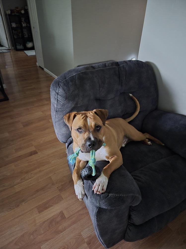 Enlarge Jinx, a Adoptable mixed breed in Clinton Township, MI image 5/5