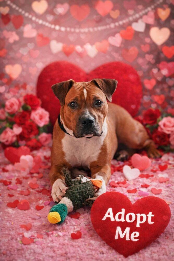 Enlarge Jinx, a Adoptable mixed breed in Clinton Township, MI image 6/6