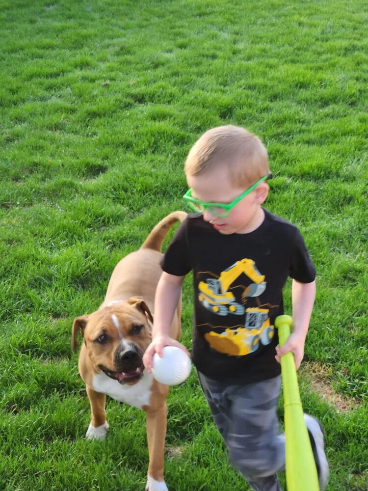 Jinx, a Adoptable mixed breed in Clinton Township, MI image 4/4