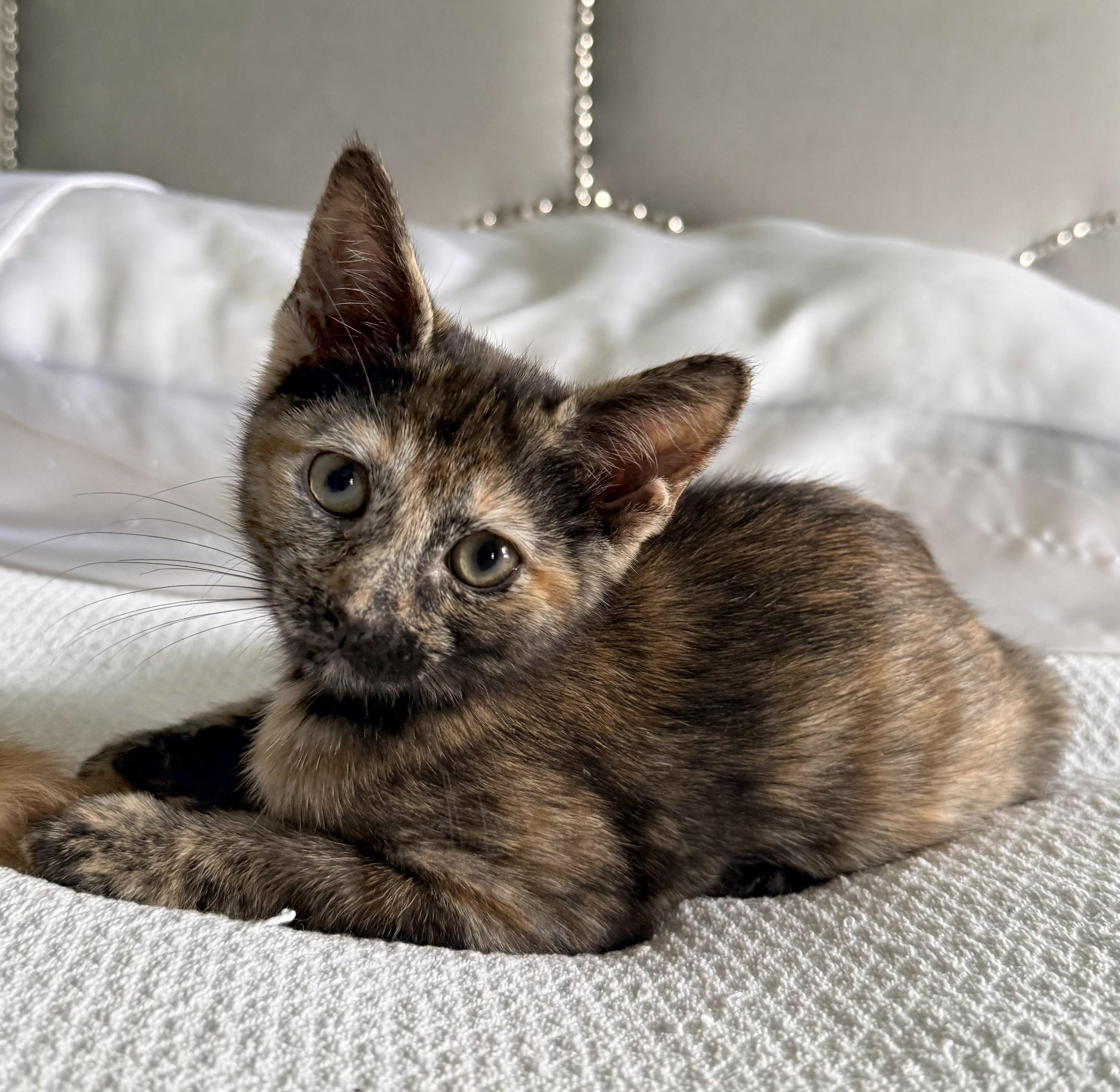 TJ, Adopted, Kitten Female Domestic Short Hair.
