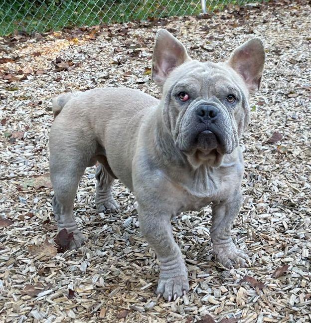 Gucci, Adoptable, Young Male French Bulldog & English Bulldog.