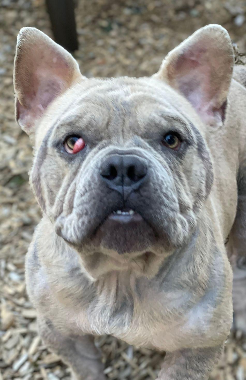 Enlarge Gucci, a Adoptable mixed breed in East Hartford, CT image 3/5