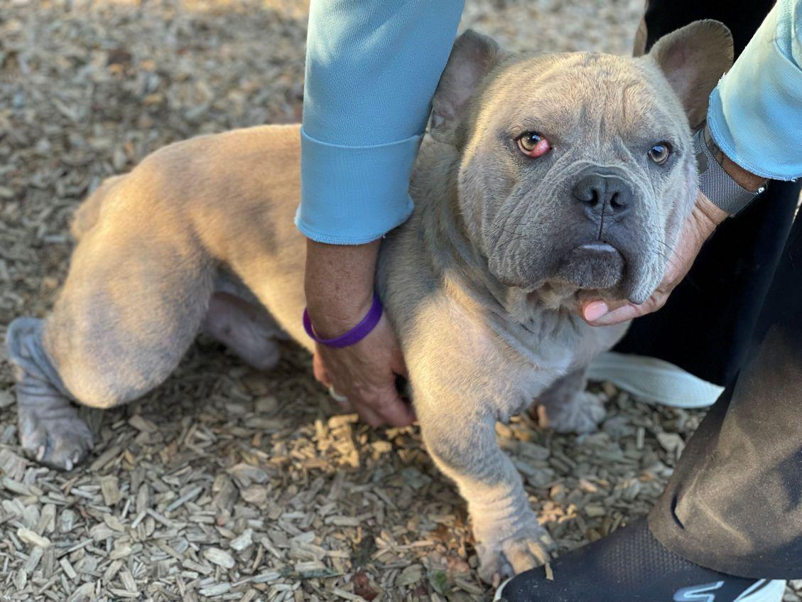 Enlarge Gucci, a Adoptable mixed breed in East Hartford, CT image 4/5