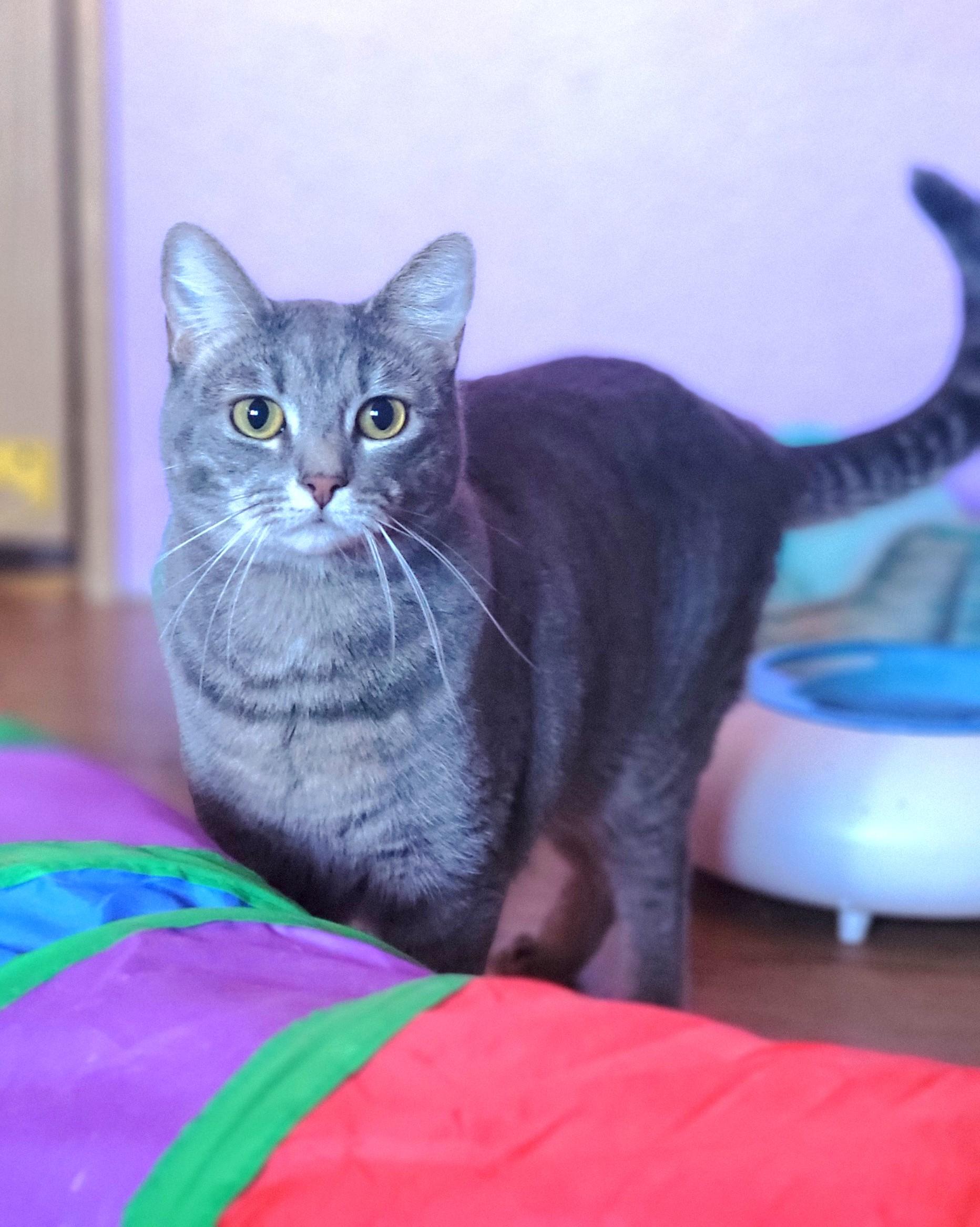 Enlarge Blossom, a ADOPTABLE Domestic Short Hair in Washoe Valley, NV image 2/2