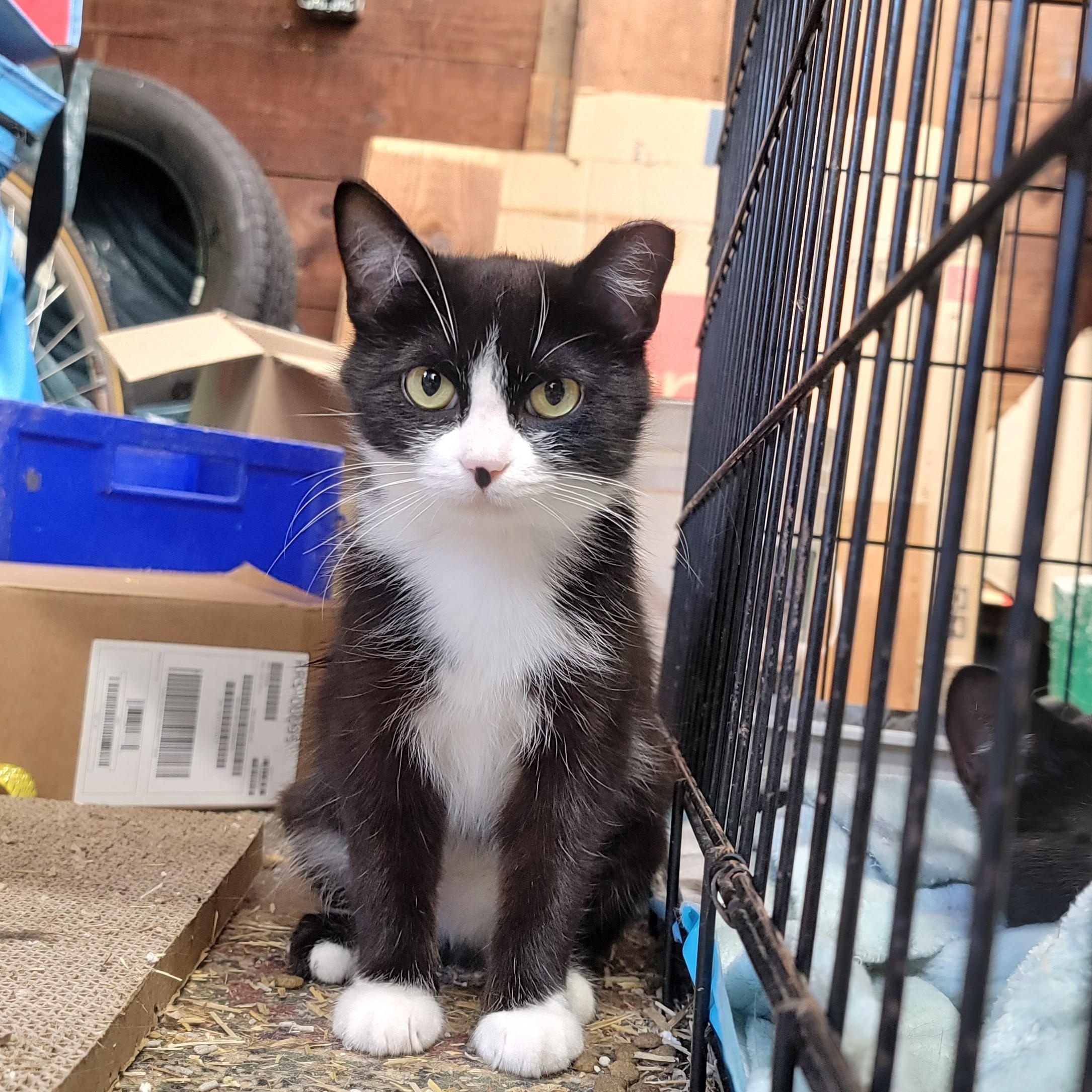 Sweet Pea and Champion  (Bonded Pair), Adopted, Adult Female Domestic Short Hair.