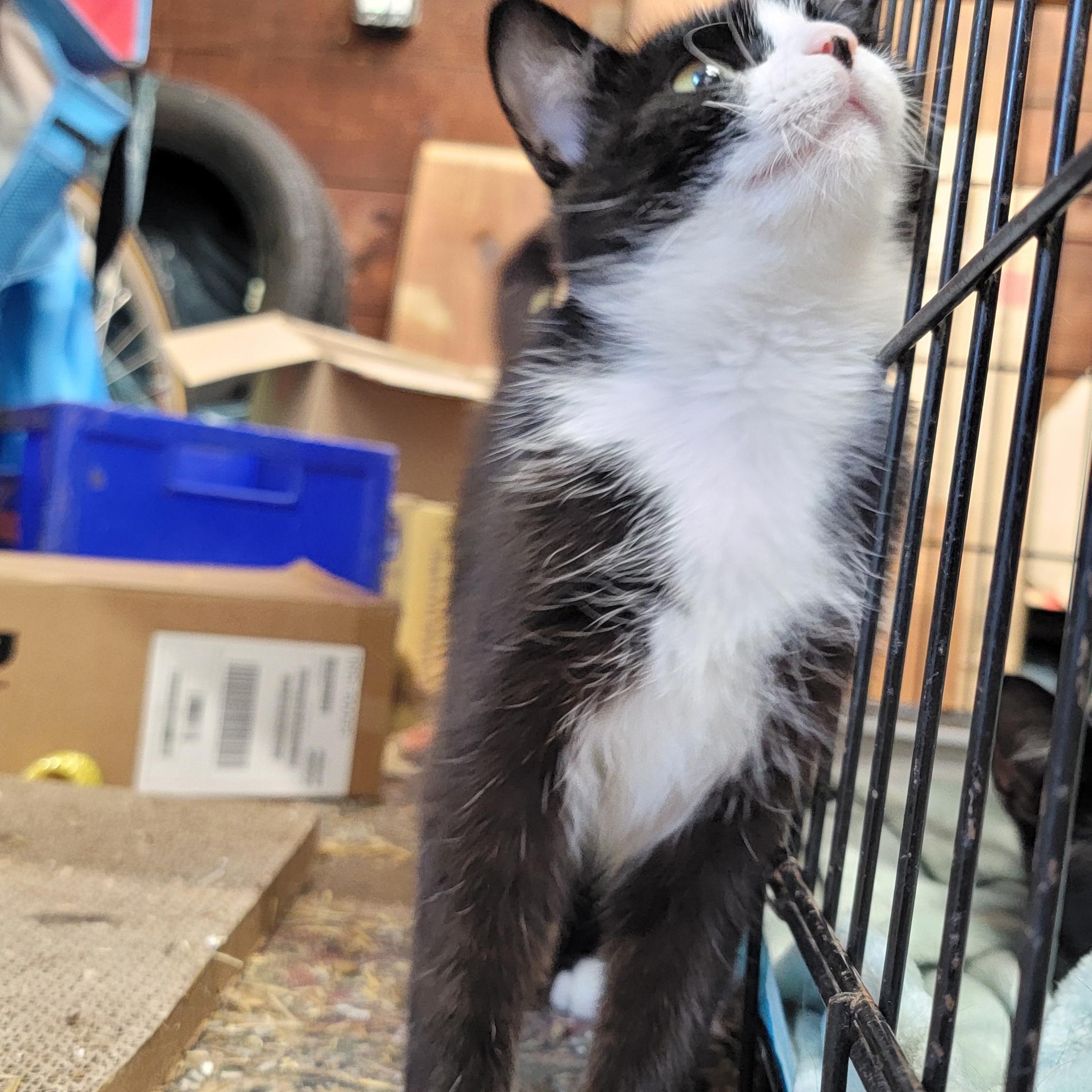 Sweet Pea and Champion (Bonded Pair), a Adopted Domestic Short Hair in Warren, MI image 2/4