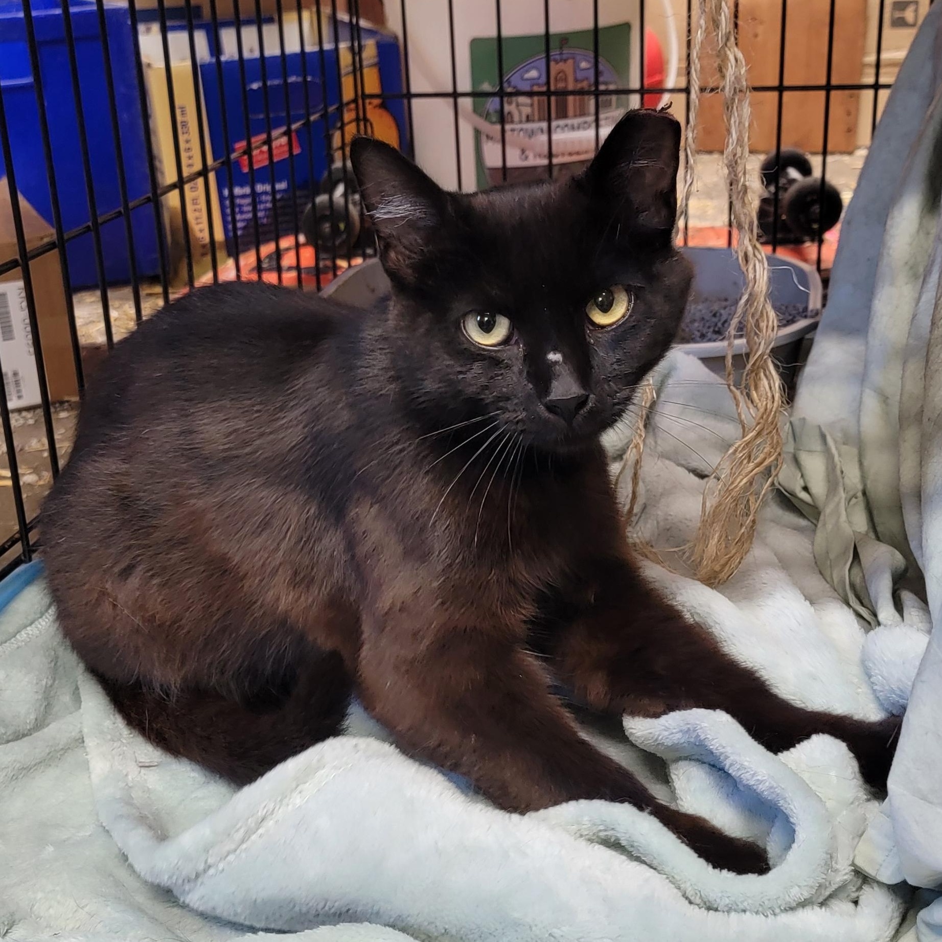 Sweet Pea and Champion (Bonded Pair), a Adopted Domestic Short Hair in Warren, MI image 3/4