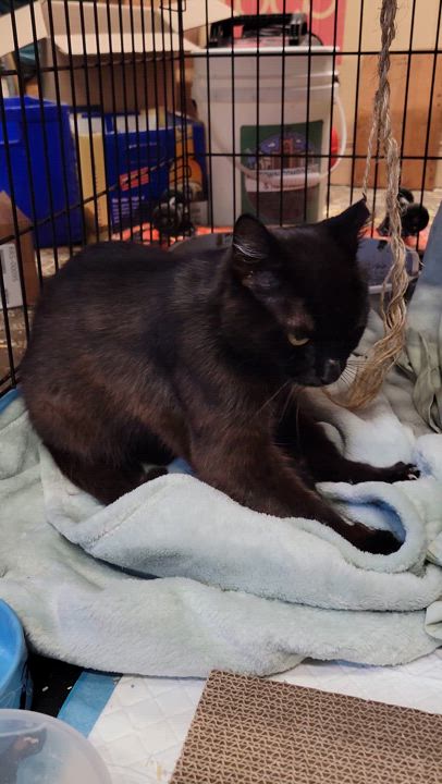 Enlarge Sweet Pea and Champion  (Bonded Pair), a Adopted Domestic Short Hair in Warren, MI video 4/4