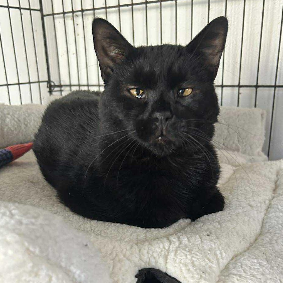 Enlarge Tito , an adopted Domestic Short Hair in Huntington, NY image 2/2