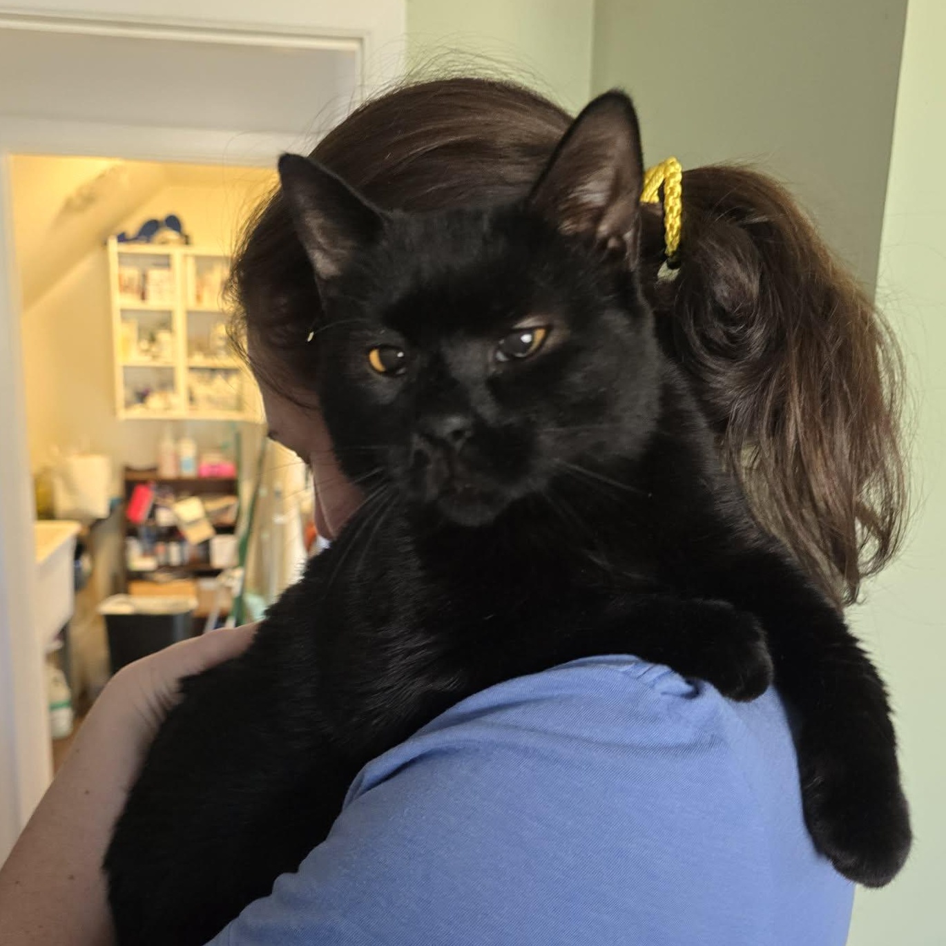 Tito , adopted, Adult Male Domestic Short Hair.