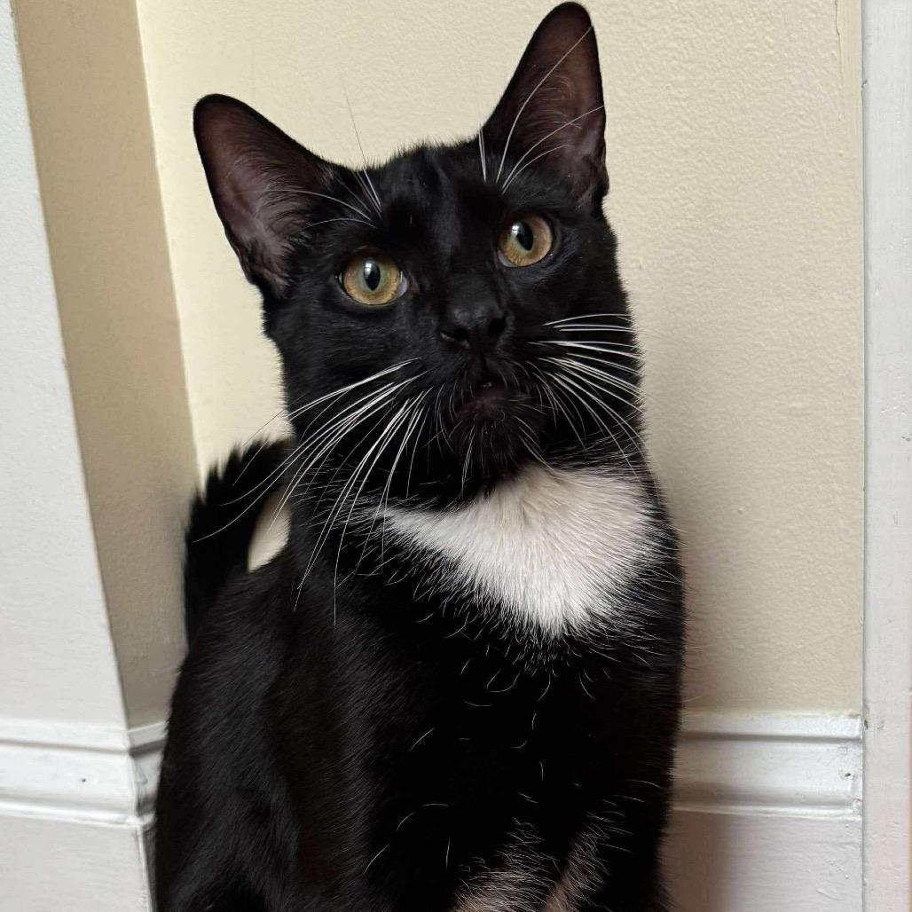 Noah, Adoptable, Young Male Domestic Short Hair.