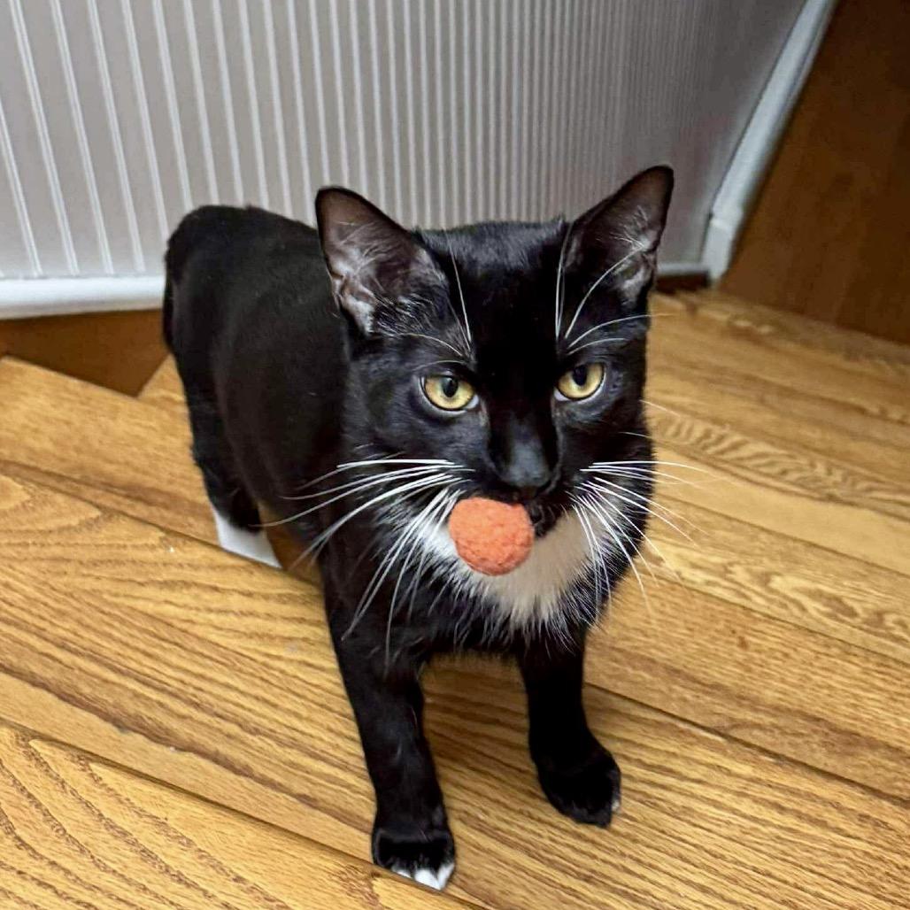 Enlarge Noah, a Adoptable Domestic Short Hair in Forest Hills, NY image 1/3