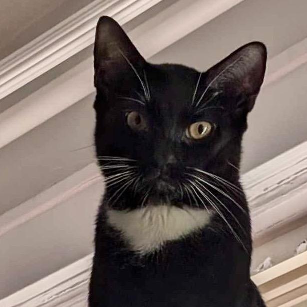 Enlarge Noah, a Adoptable Domestic Short Hair in Forest Hills, NY image 2/3