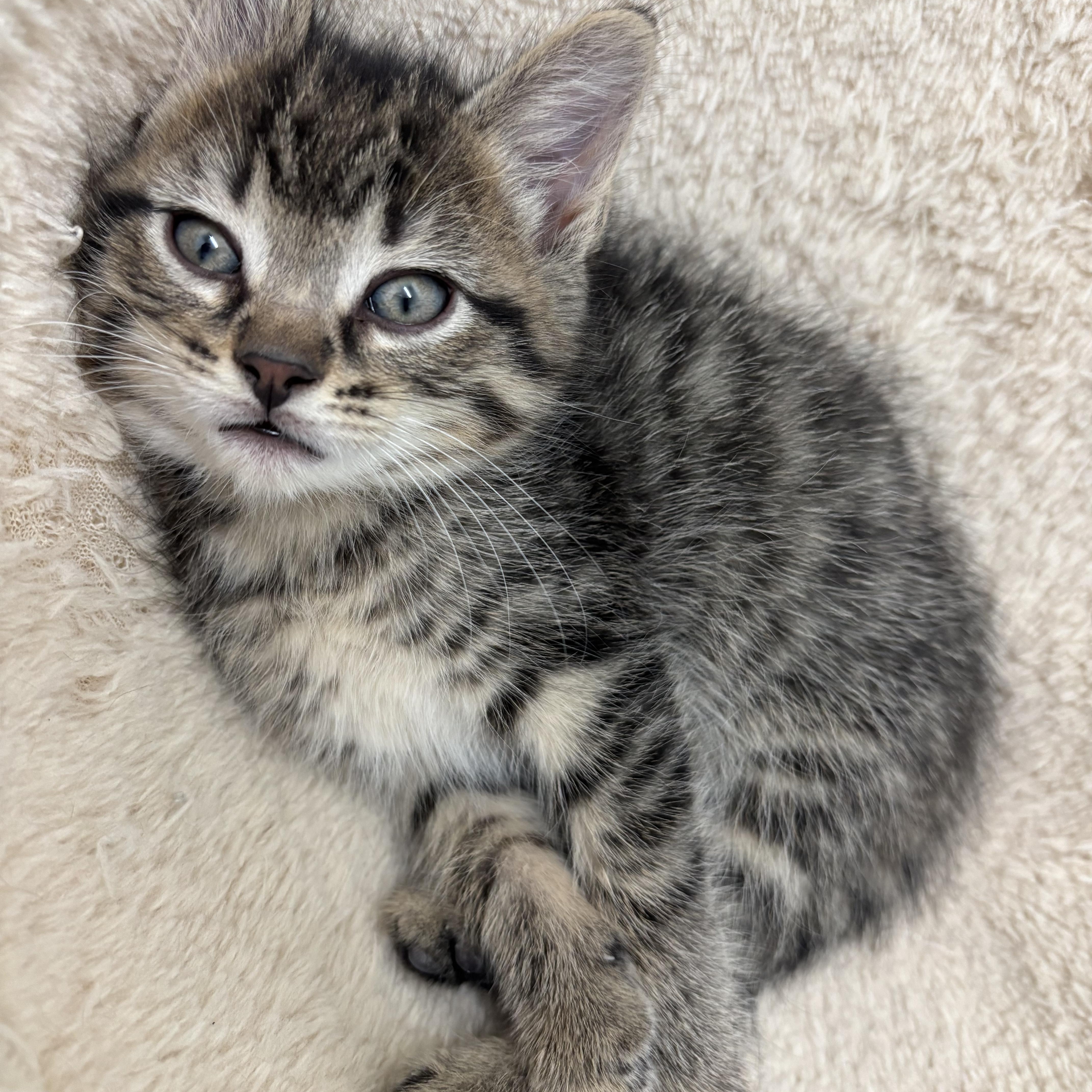 Sal, Baby Male Domestic Short Hair