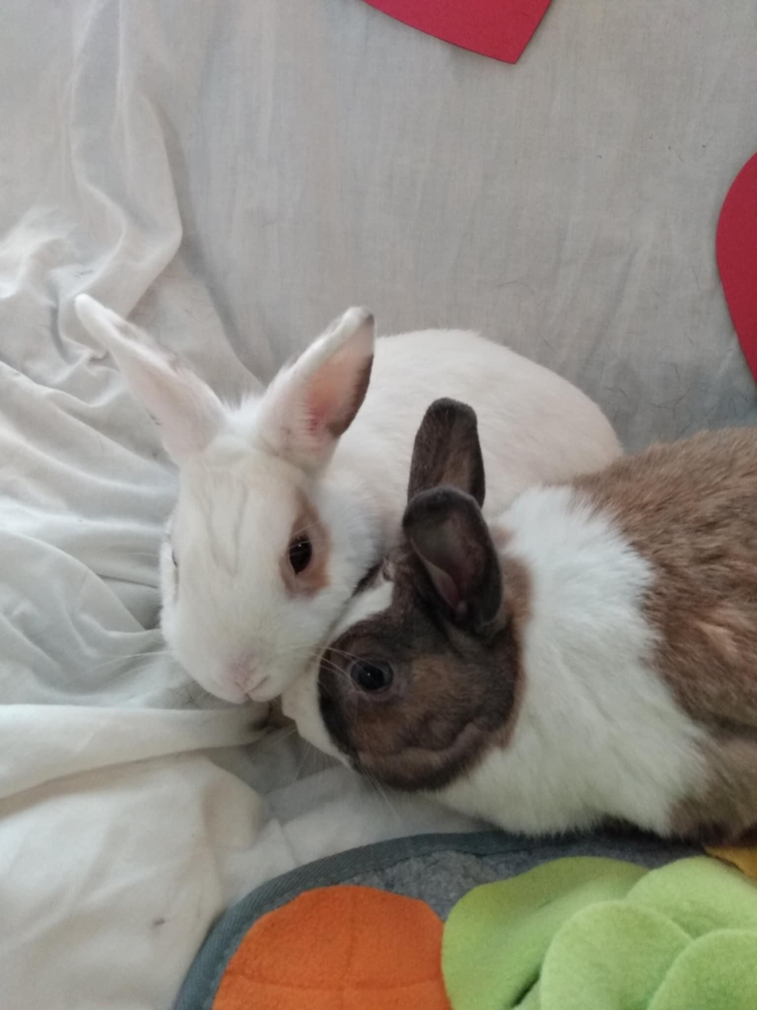 Enlarge THUMPER and REGAL - BONDED PAIR, a Adopted mixed breed in Toronto, ON image 1/5