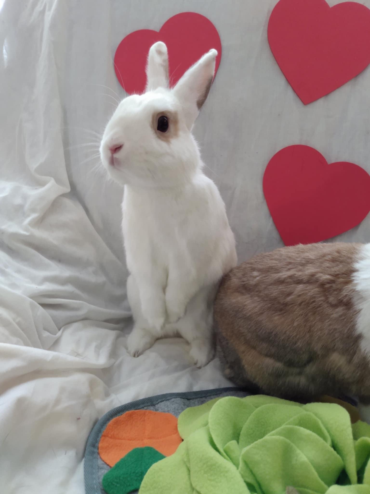 Enlarge THUMPER and REGAL - BONDED PAIR, a Adopted mixed breed in Toronto, ON image 2/5