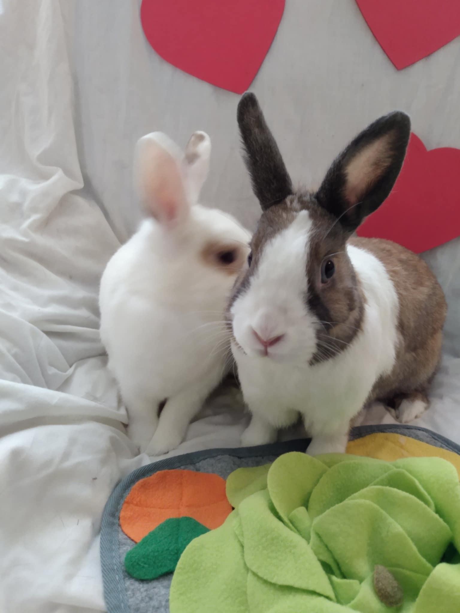 Enlarge THUMPER and REGAL - BONDED PAIR, a Adopted mixed breed in Toronto, ON image 3/5