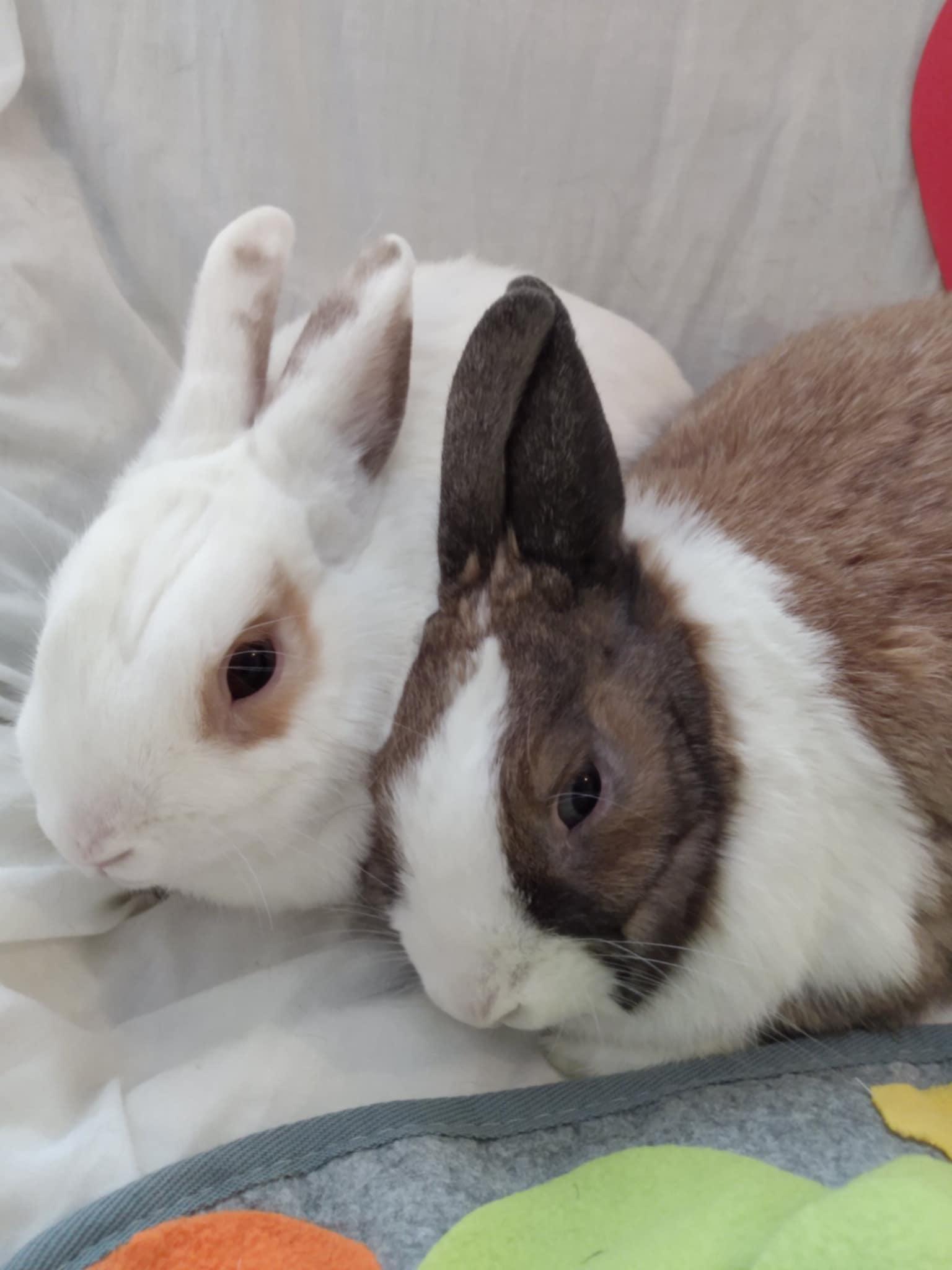 Enlarge THUMPER and REGAL - BONDED PAIR, a Adopted mixed breed in Toronto, ON image 4/5
