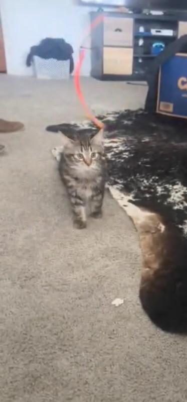 Enlarge Kaleidoscope - purple collar, a Adoptable Domestic Medium Hair in Kennewick, WA image 1/6