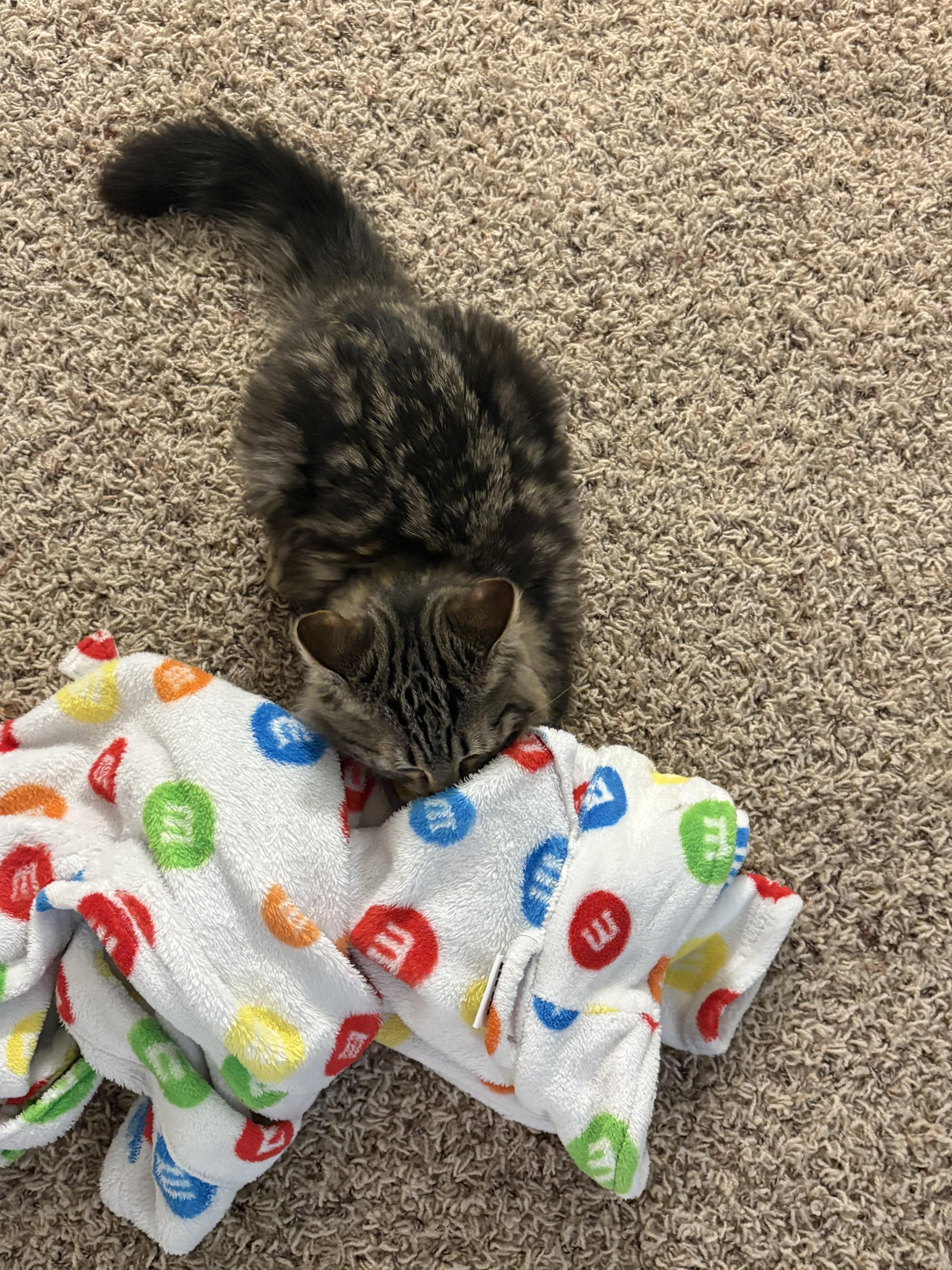 Enlarge Kaleidoscope - purple collar, a Adoptable Domestic Medium Hair in Kennewick, WA image 1/6