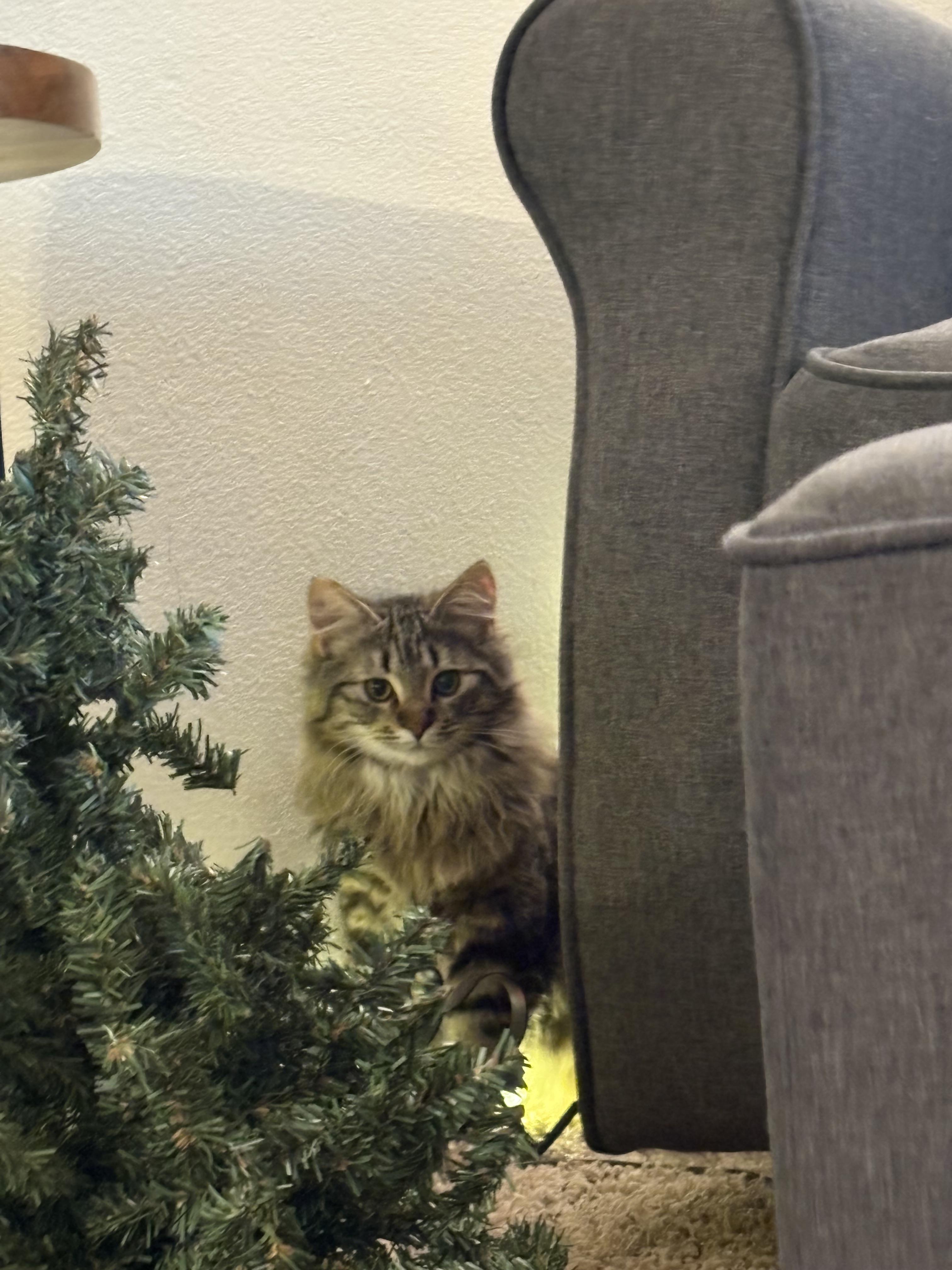 Enlarge Kaleidoscope - purple collar, a Adoptable Domestic Medium Hair in Kennewick, WA image 2/6