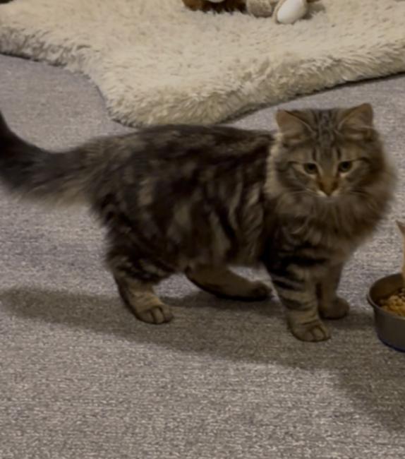 Enlarge Kaleidoscope - purple collar, a Adoptable Domestic Medium Hair in Kennewick, WA image 3/6