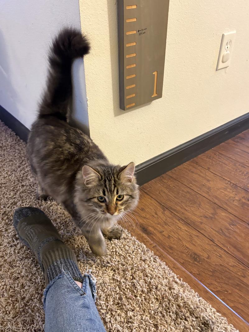 Enlarge Kaleidoscope - purple collar, a Adoptable Domestic Medium Hair in Kennewick, WA image 4/6