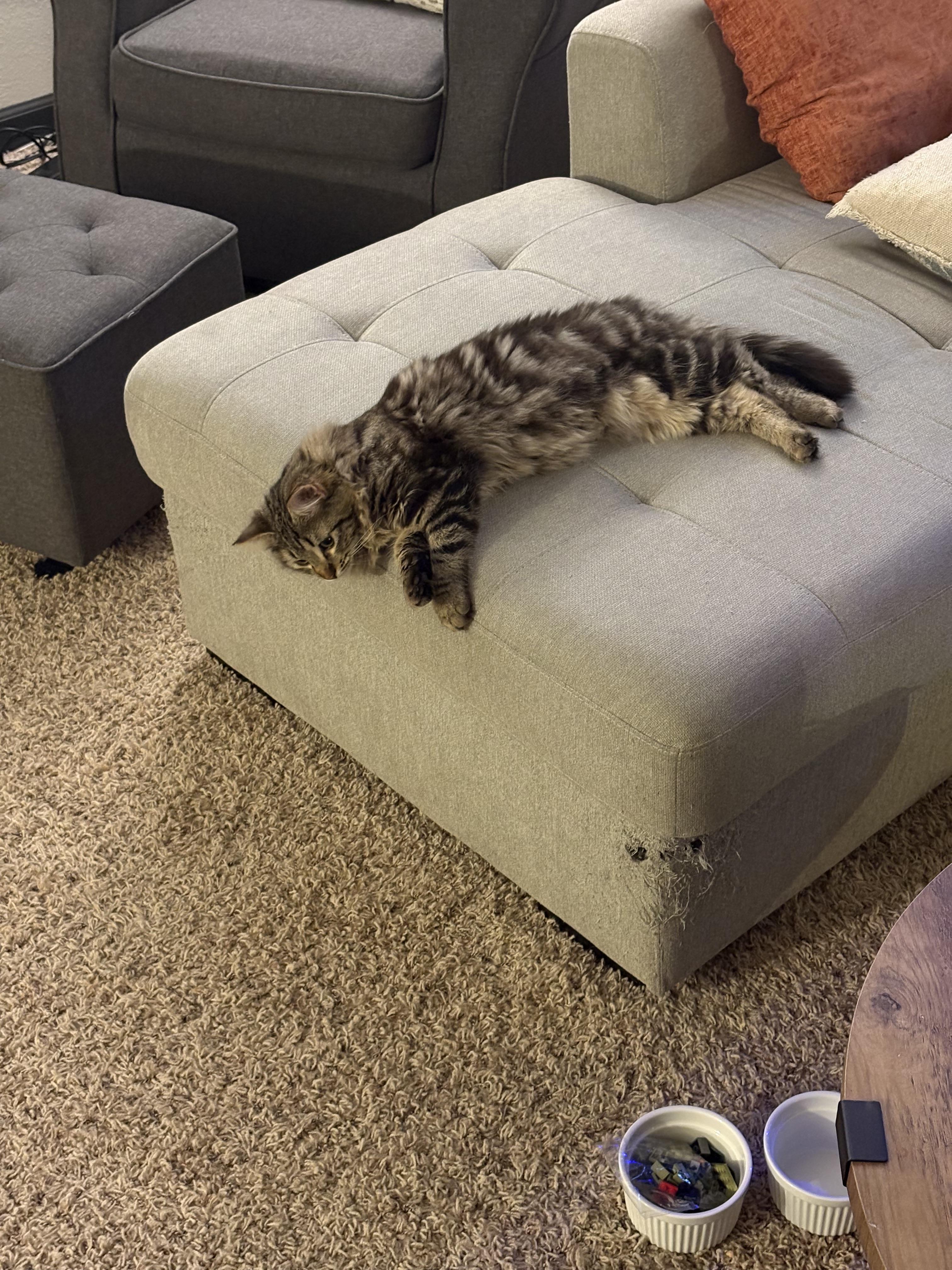 Enlarge Kaleidoscope - purple collar, a Adoptable Domestic Medium Hair in Kennewick, WA image 5/6