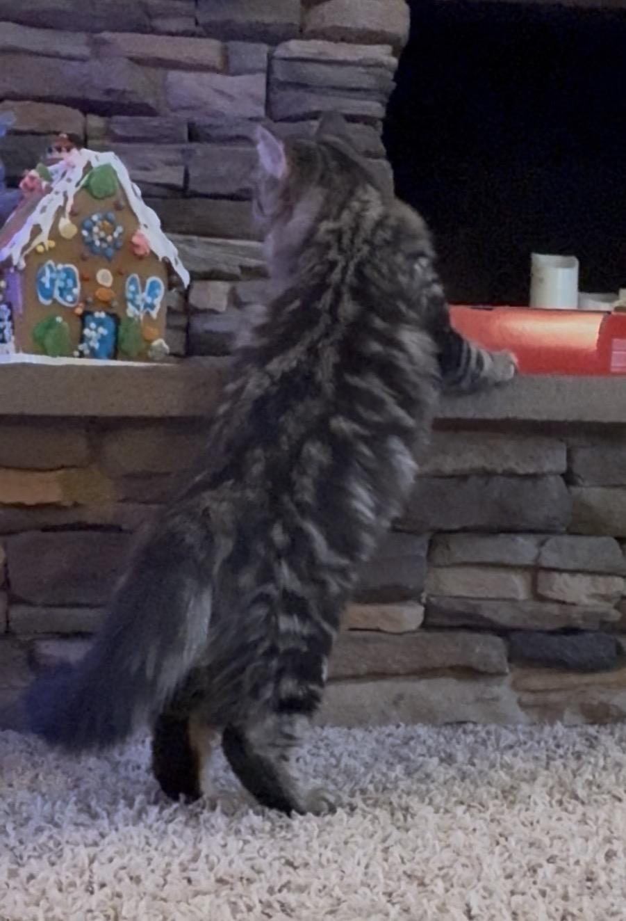 Enlarge Kaleidoscope - purple collar, a Adoptable Domestic Medium Hair in Kennewick, WA image 5/6