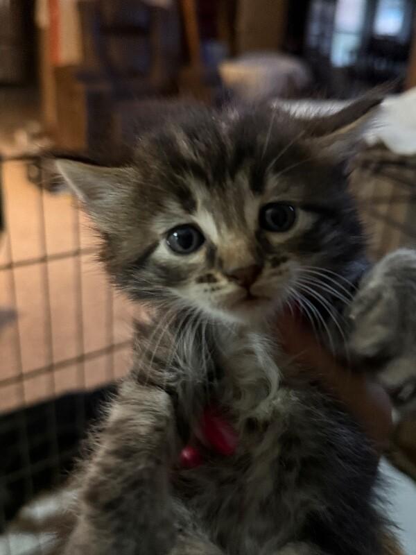 Enlarge Kaleidoscope - purple collar, a Adoptable Domestic Medium Hair in Kennewick, WA image 6/6