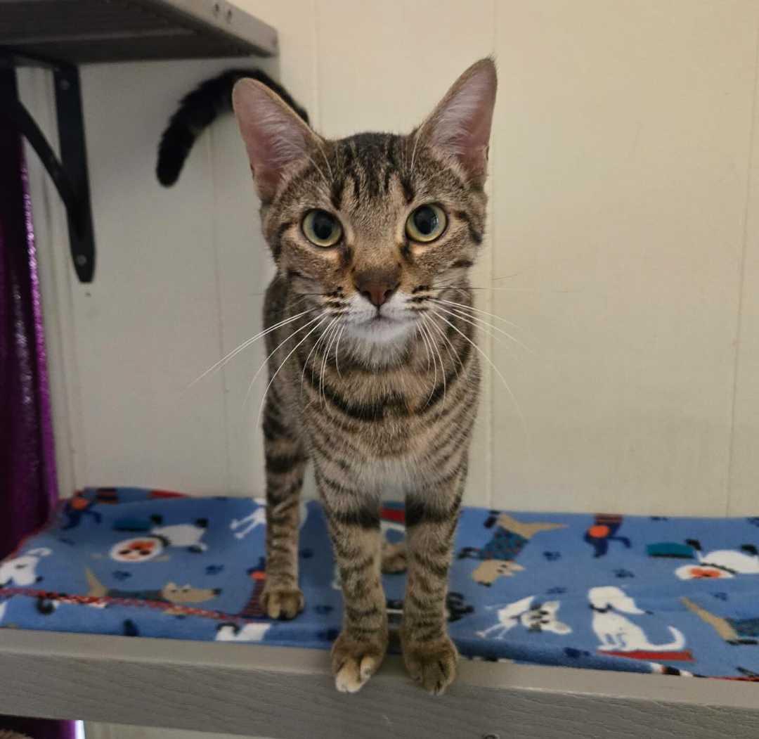 Apricot, Adoptable, Young Female Domestic Short Hair.