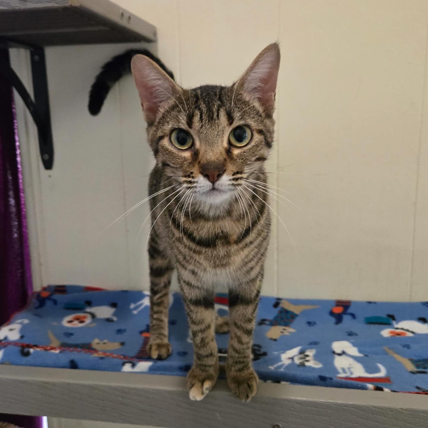 Enlarge Apricot, a Adoptable Domestic Short Hair in Baton Rouge, LA image 2/3