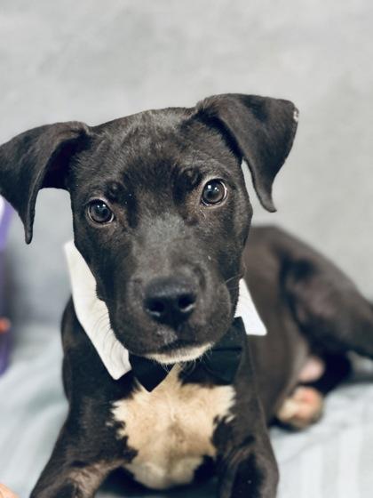 Keywe, Adoptable, Puppy Male Pit Bull Terrier & Mixed Breed.