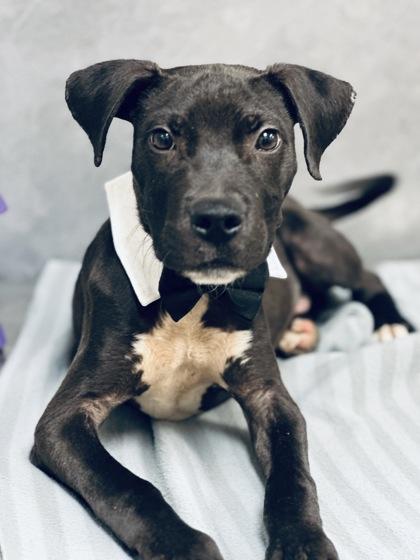 Enlarge Keywe, a Adoptable mixed breed in Cedar Hill, TX image 1/3