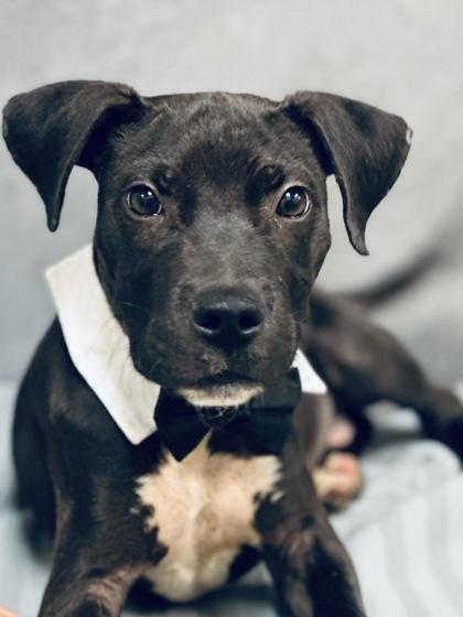 Enlarge Keywe, a Adoptable mixed breed in Cedar Hill, TX image 2/3