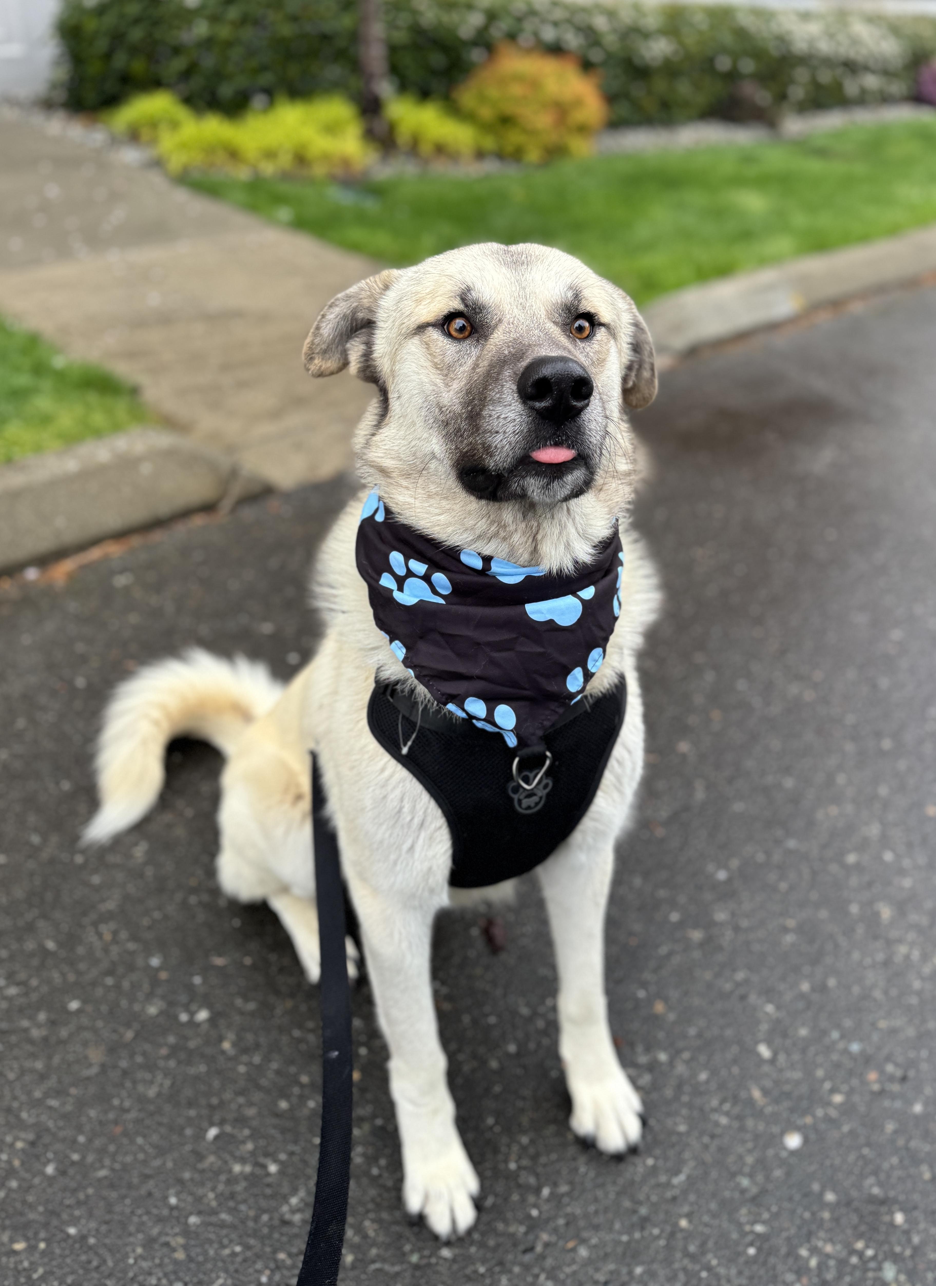 Enlarge Baloo, a Adoptable mixed breed in lynnwood , WA image 6/6