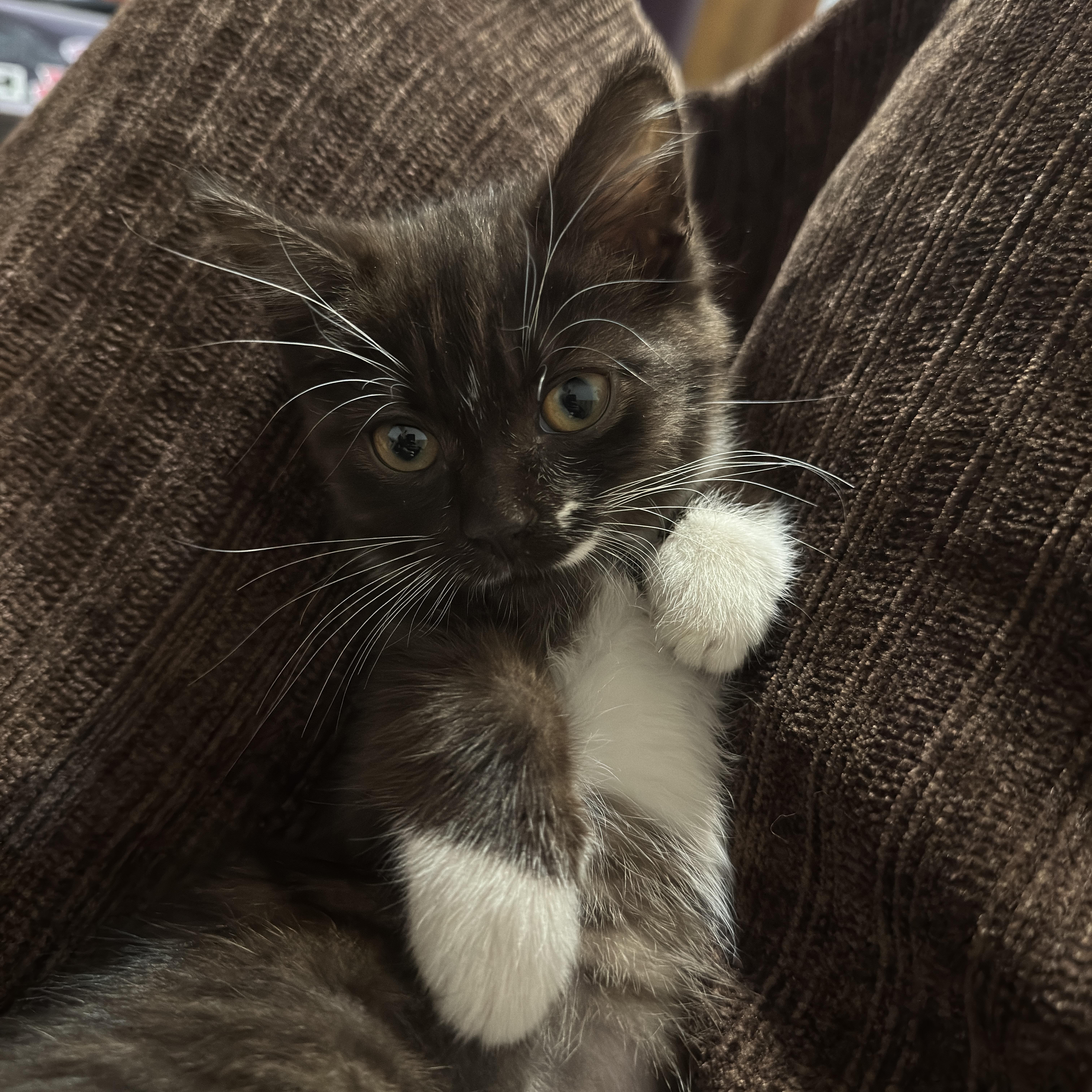 Tornado, ADOPTABLE, Young Female Domestic Medium Hair.