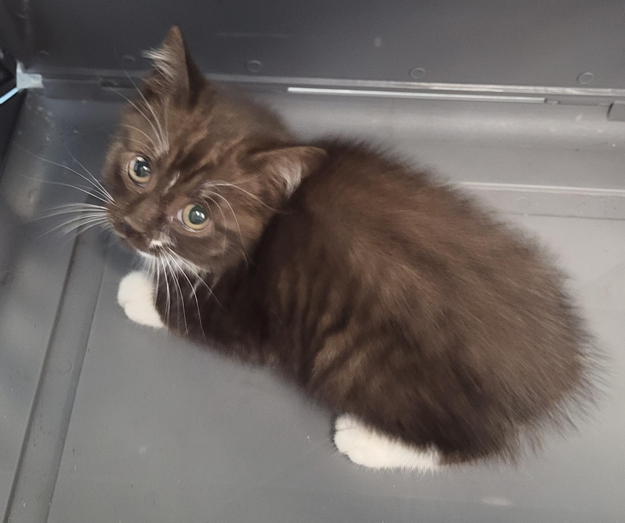 Enlarge Tornado, a ADOPTABLE Domestic Medium Hair in Athens, GA image 3/3