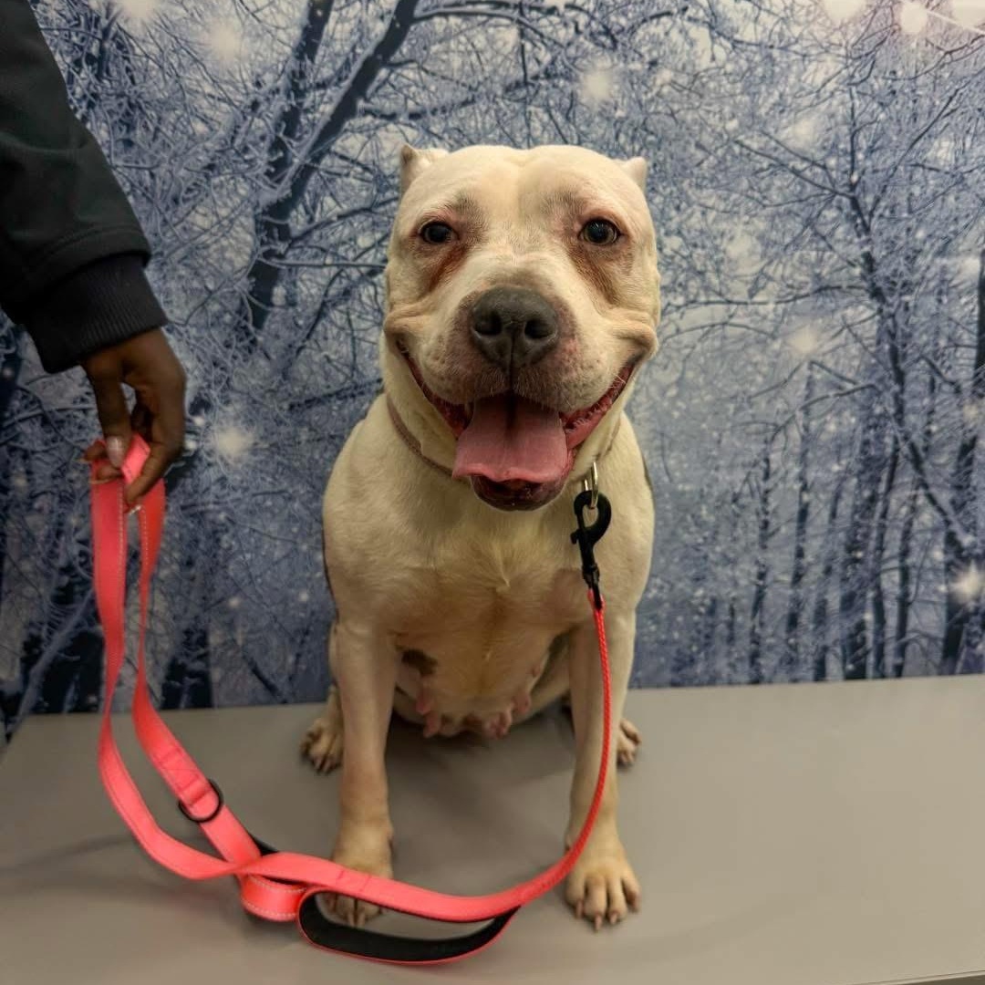 Enlarge Kima , an adopted Mixed Breed in Valparaiso, IN image 3/4