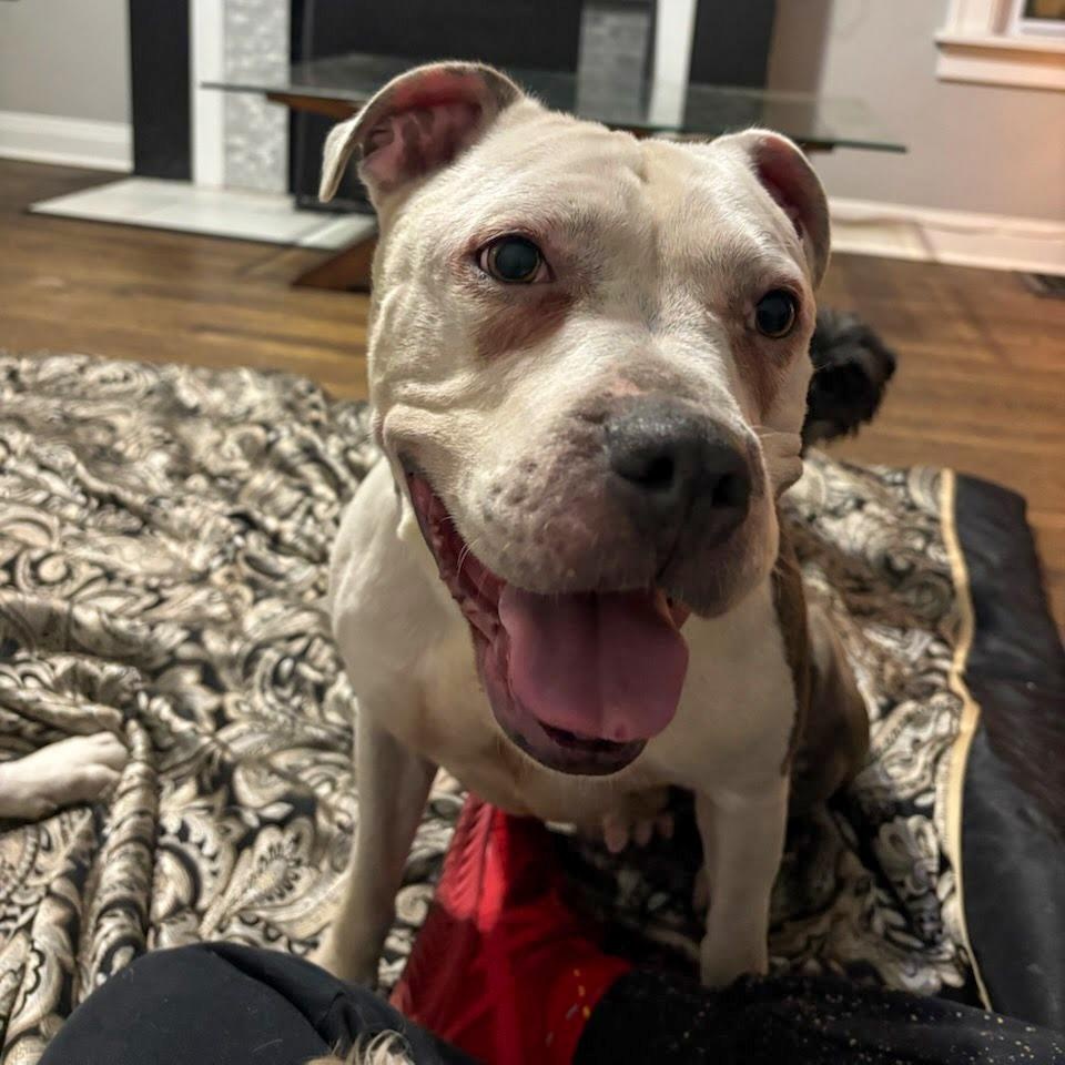 Kima , adopted, Adult Female Mixed Breed.