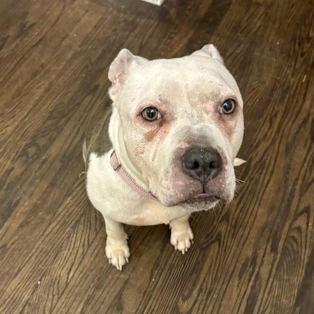 Enlarge Kima , an adopted Mixed Breed in Valparaiso, IN image 4/4