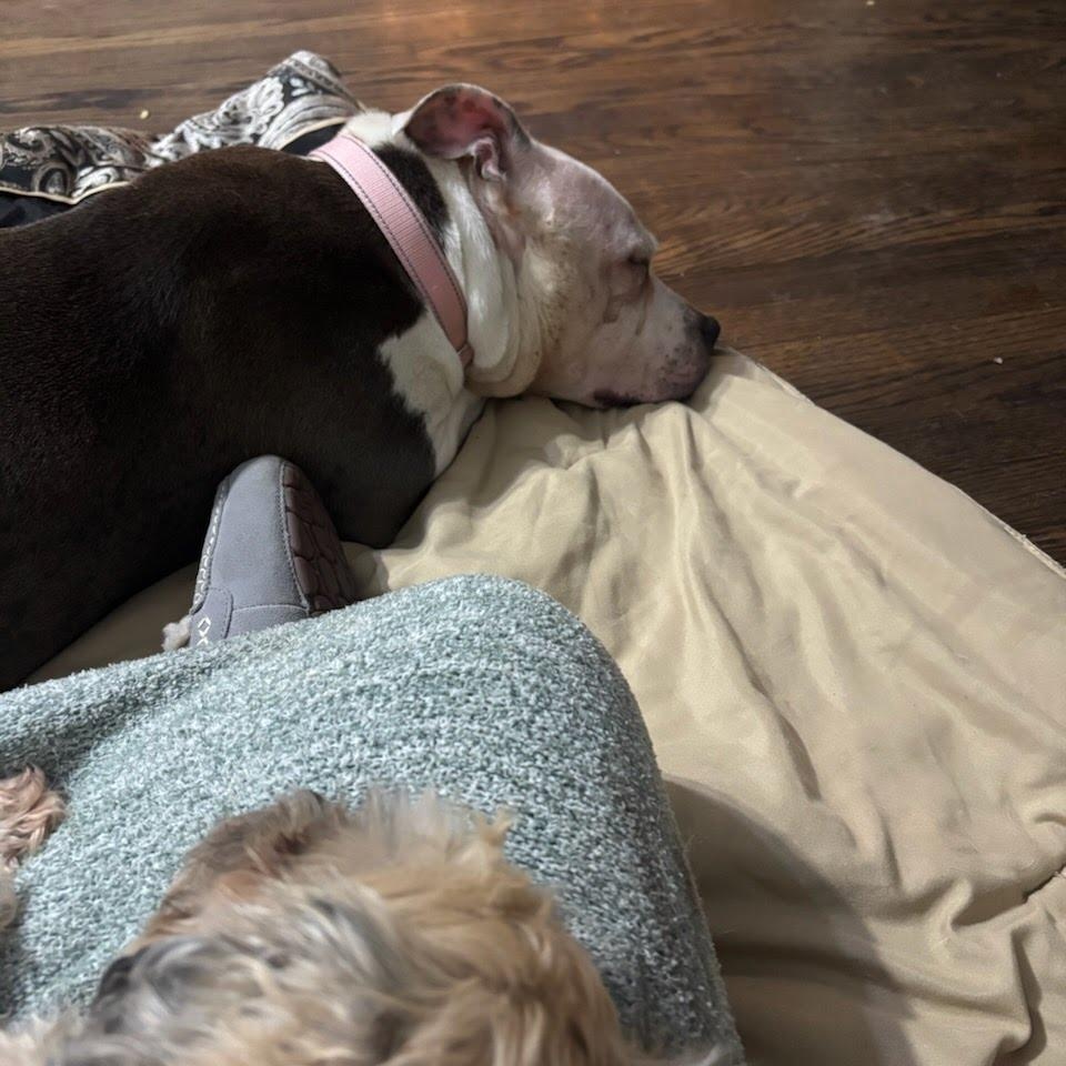 Enlarge Kima , an adopted Mixed Breed in Valparaiso, IN image 2/4