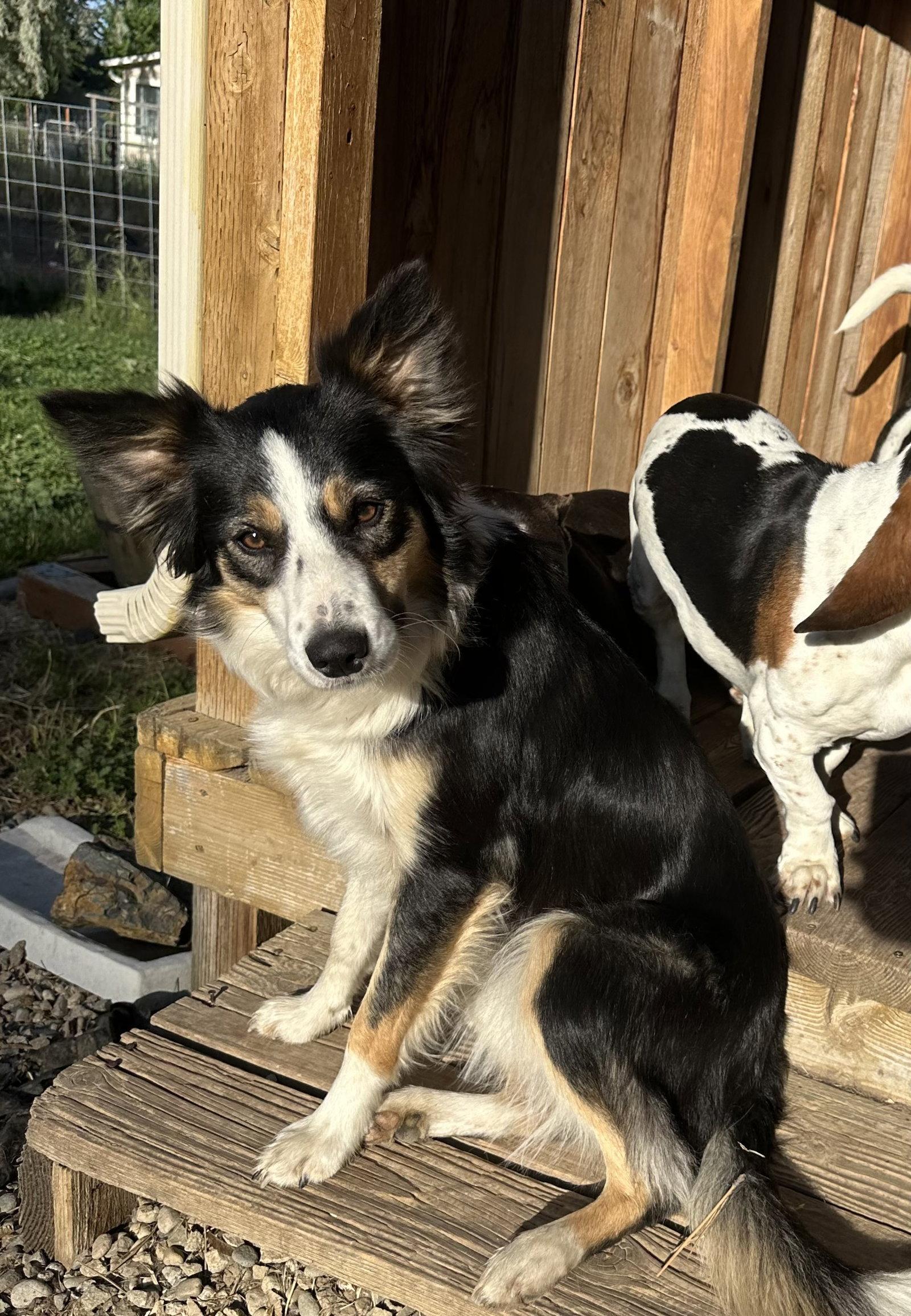 Adoption Pending - Fate - in foster, Adoptable, Young Female Border Collie.