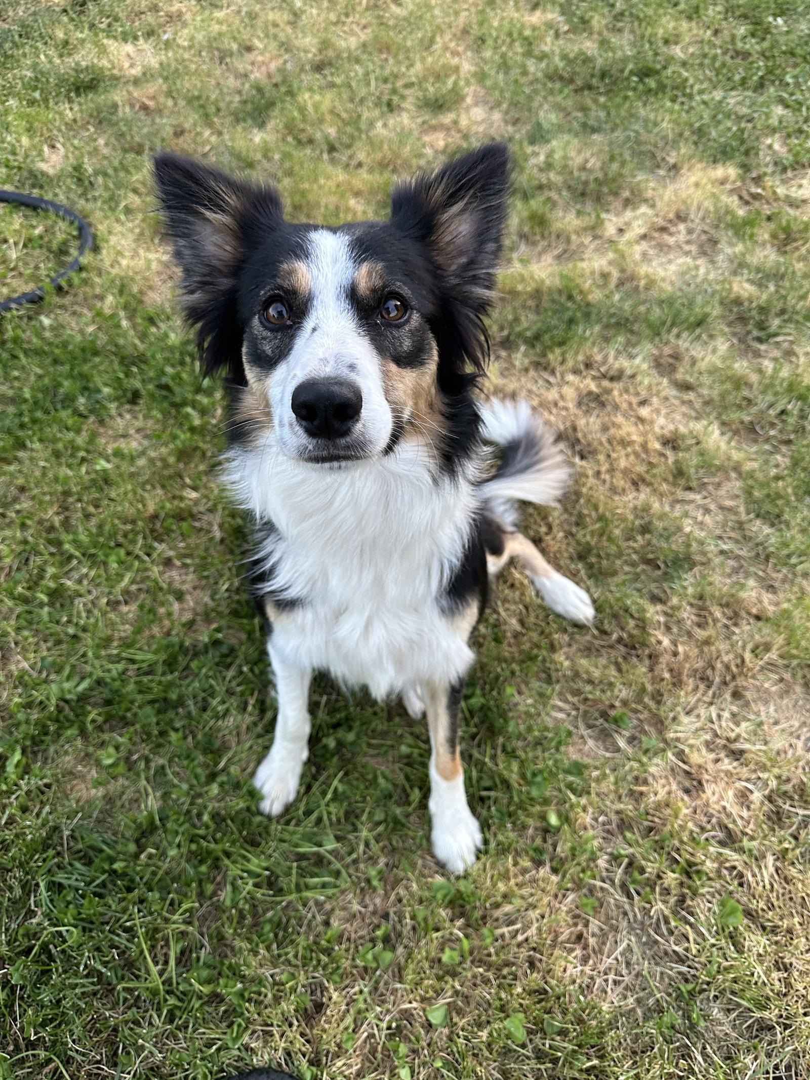 Adoption Pending - Fate - in foster, a Adoptable Border Collie in Emmett, ID image 2/3