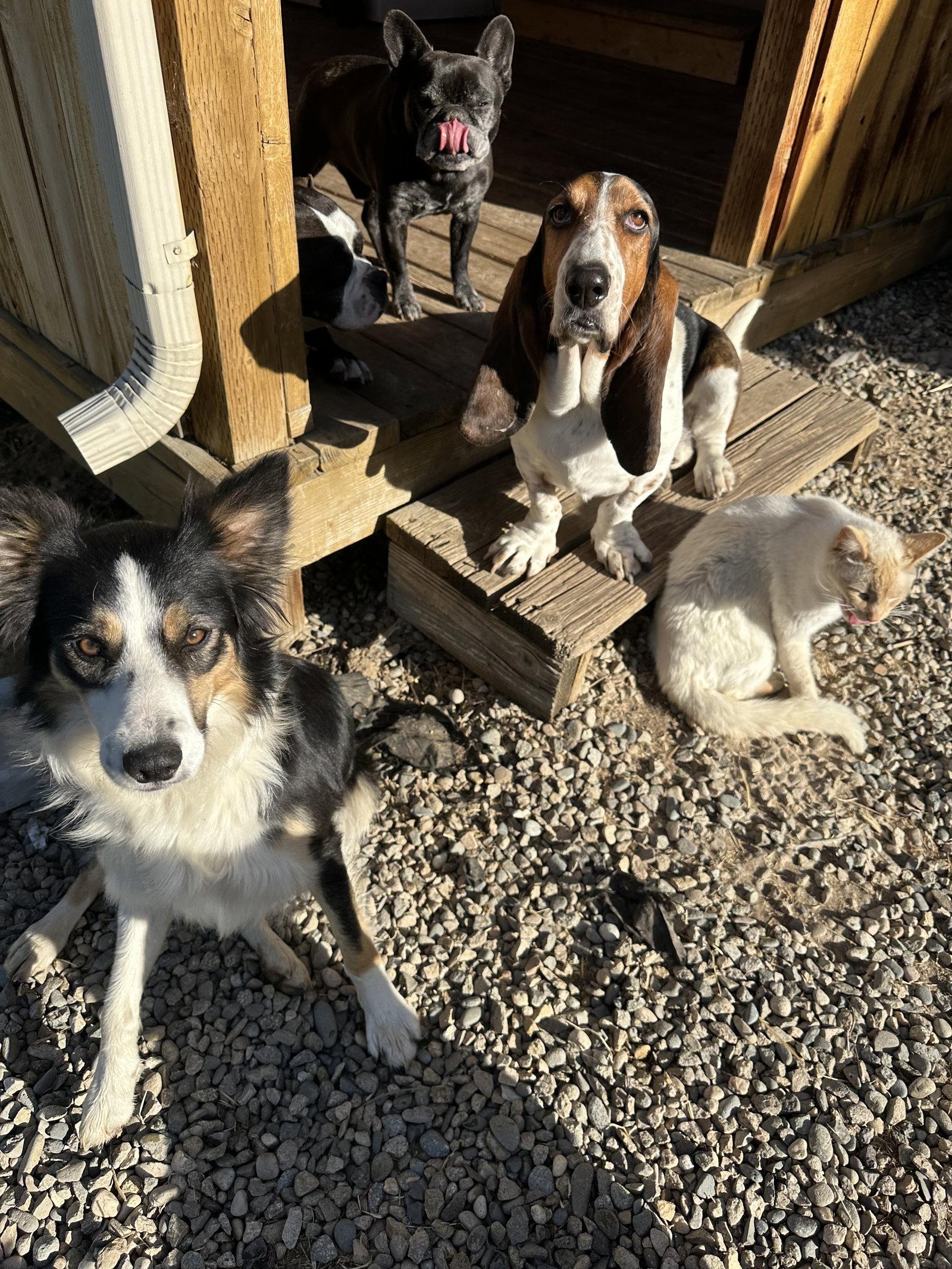 Adoption Pending - Fate - in foster, a Adoptable Border Collie in Emmett, ID image 3/3