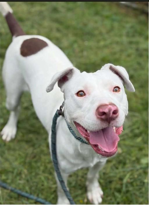 Enlarge Chomps, a Adopted Pit Bull Terrier in Hazard, KY image 1/2