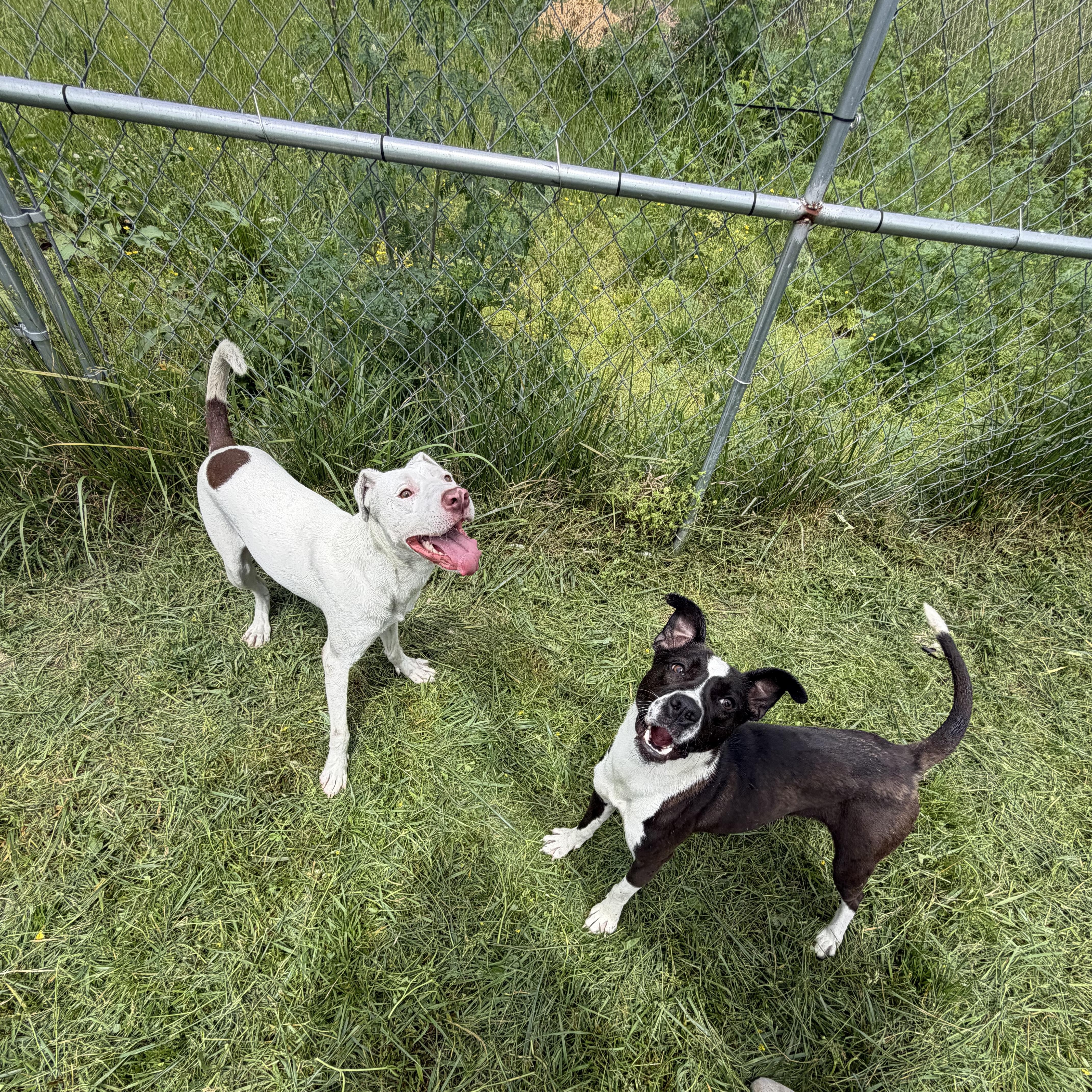 Enlarge Chomps, a Adopted Pit Bull Terrier in Hazard, KY image 2/2
