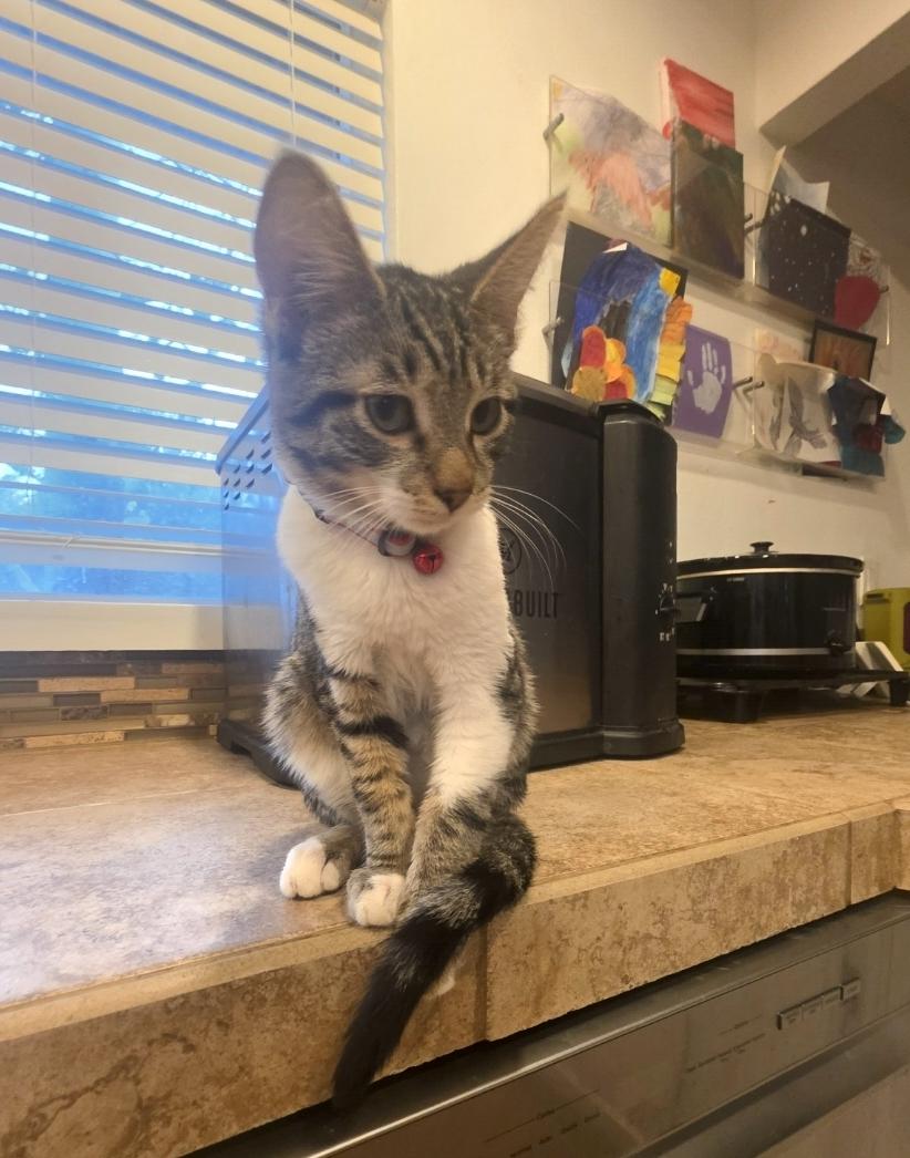 Joey, adopted, Young Male Domestic Medium Hair.